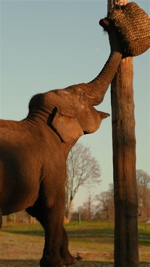 Elephant Trunks Are Amazing! 🐘