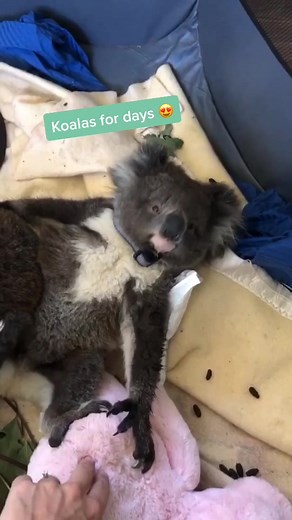 Adorable Koalas: Walking on Two Legs 🐨