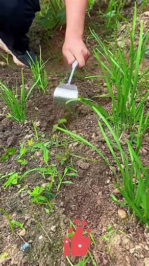 Stainless Steel Soil Loosening Rake 🪄 Rust-Proof & Durable – Breaks Up Compacted Soil 👍