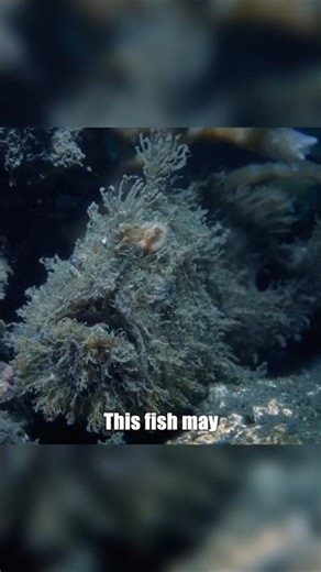 The Luring Tactics of the Hairy Anglerfish #science #discoverph #facts #philippines