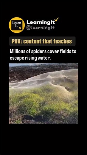 Animal Videos | When you see a field covered in spider webs, it’s usually the result of a natural phenomenon called ballooning. After heavy rain or... | Instagram