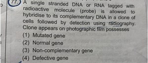 A single stranded DNA or RNA tagged with radioactive molecule (... | Filo