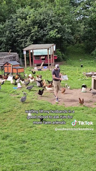 Fun Summer Moments with Chickens in the Midwest