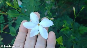 ✨ What is the Jasmine Oil made of?  French Perfume Jasmine, or...