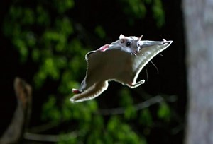 Le Polatouche, un étonnant écureuil volant  - Nature d'ici et d'ailleurs