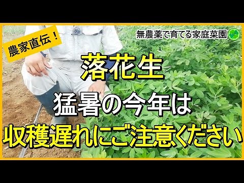 【落花生栽培】収穫時期の目安と見極め方を詳しく解説！【有機農家直伝！無農薬で育てる家庭菜園】 23/9/23