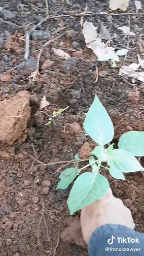 Plantación de Chile Manzano: Guía Paso a Paso