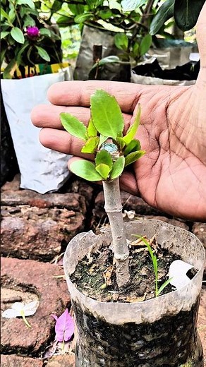 How to kalanchoe plant pruning and cutting grow 🪴👍🌱#gardening #plant #kalanchoe