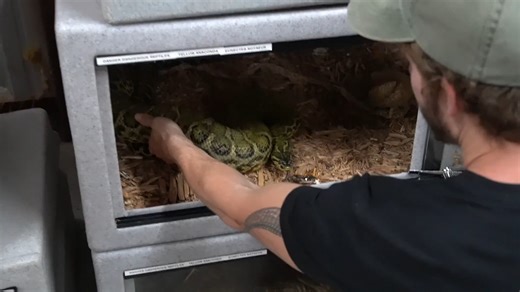 How this anaconda strikes faster than you can blink