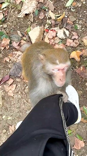 The Heartwarming Friendship Between a Girl and a Monkey