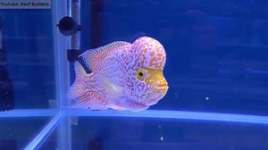 10 Most Beautiful Fresh Water Fish in the World