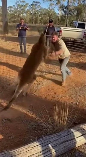 Kangaroo vs man