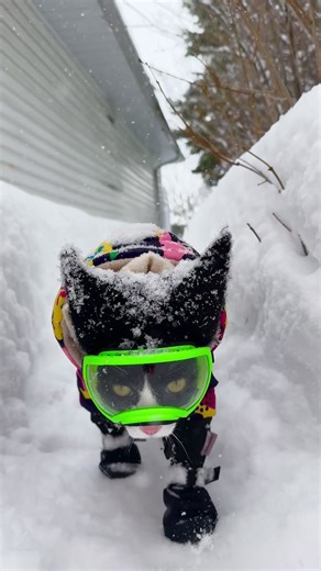 Fitz Full suit up House trail I have so much cute footage from our snowstorm on the weekend. Fitz is such a pro at snowgear. Yesterday it was -40 degrees Celcius (-40 Fahrenheit) which was too cold for the cats to be outside for very long. Will give them a nice long walk today. #snowcat #wintercat #cathat #catboots #canada