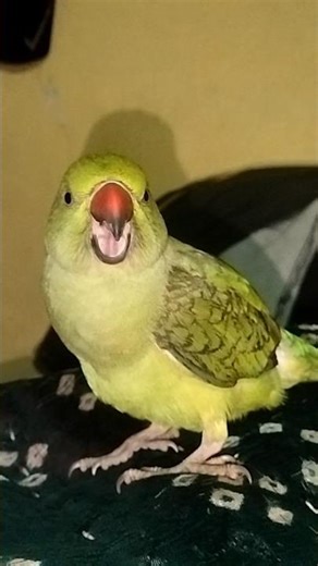 Baboo ko thand lag rahi hai 🥶 | Mitthu Talking Parrot #talkingparrot #parrotvideo #mitthuvideo 