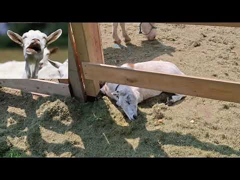 Fun With Goats - Goat Communication In Brief