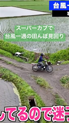 スーパーカブで台風一過の田んぼ見回り #スーパーカブ #バイク #コシヒカリ #にじのきらめき