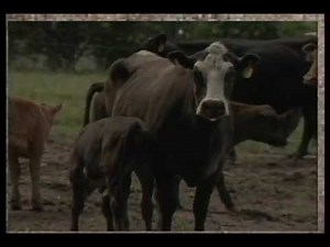 Beef Cow Condition Scoring.mp4