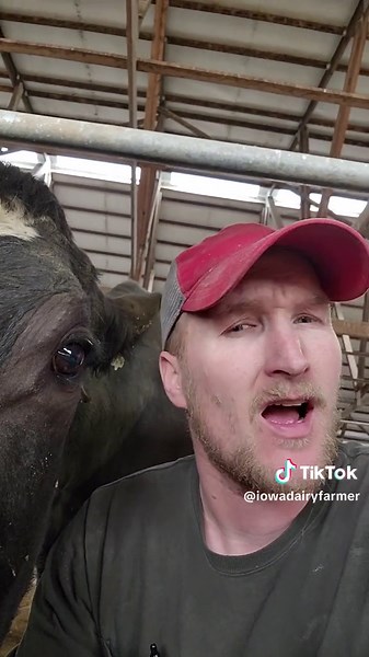 Realistic Side of Dairy Farming: A Glimpse Into a Troublesome Scenario