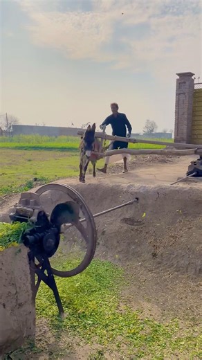 Eurolite Chaff Cutting Machine Operating With Donkey #shorts #trendingshorts #shortvideo