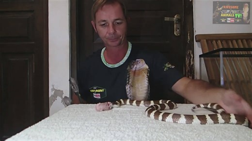 Snakes vs KFC | Do snakes eat chicken? Feeding snakes with snake food