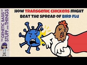 Genetically modified organisms: Chickening out of the bird flu