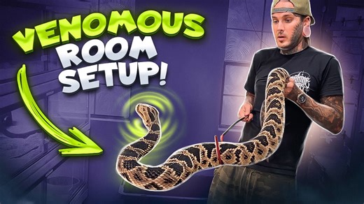Inside the Setup of My Brand-New Venomous Reptile Building