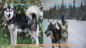 Alaskan Klee Kai VS Canadian Eskimo Dog