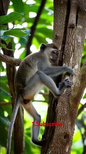 monkey climbing on tree #junglehunter #animals