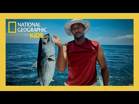 Sharks Gone Fishin' with Anthony Mackie! 🦈 | Full Episode | ‪@natgeokids‬