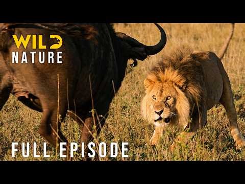 Buffalo vs Lion: Africa’s Most Brutal Survival Battles (Full Episode) Nature animal documentary