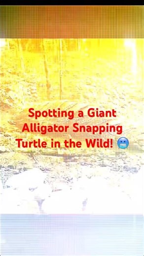 Spotting a Giant Alligator Snapping Turtle in the Wild! 🥶