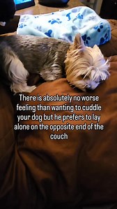 Please cuddle with me. 😆😆😊😊 #yorkie #cutepets #yorkshireterrier #dog #dogsoffacebook #cute #cutiepie #cutedogs #cutedog | Thunder Wink Holley