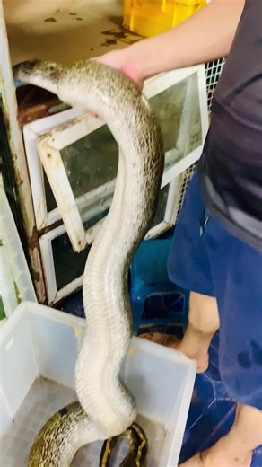 Burmese pythons. #pet #pets #reptileshop #reptile #snake #snakes #snakesoftiktok #burmesepython