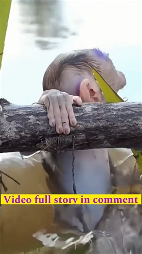 You need to know about the life of poorest newborn baby was r-e-jecting milk from mama 👉video full story in comment | Monkey MOKA