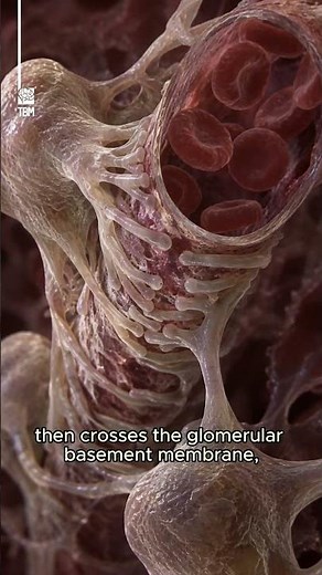 The INSANE Process of How Your Kidneys Work