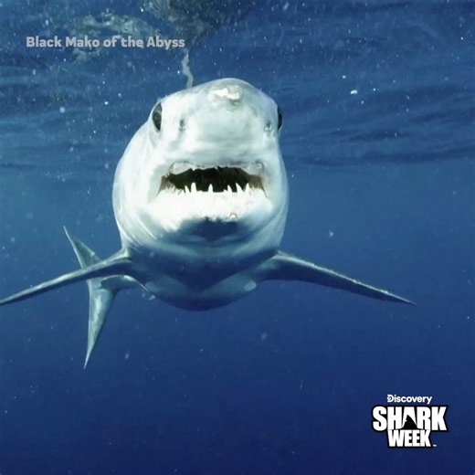 Dr. @TristanGuttridge is on the lookout for a mysterious black mako shark. 👀😳 Will he find what he's looking for? Find out on Black Mako of the Abyss, Tuesday at 10p, during #SharkWeek on @Discovery. | Shark Week
