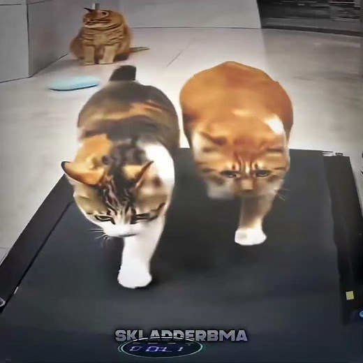 Catwalk ☠️ Montagem Sonic Ritmado 1.0 #fyp #phonk #catwalk