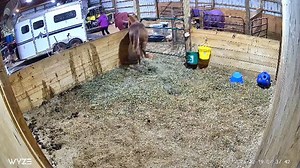 I love having horses that just need to point to load them. 💛💜 | Whirlwind Ranch/Invited In Red