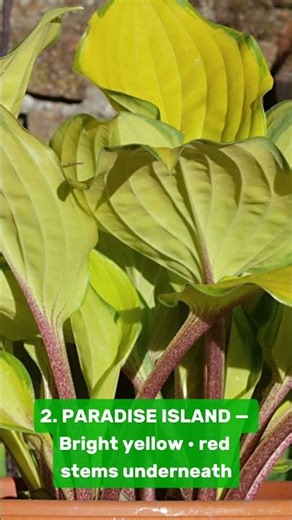 Best yellow Hostas with red legs...