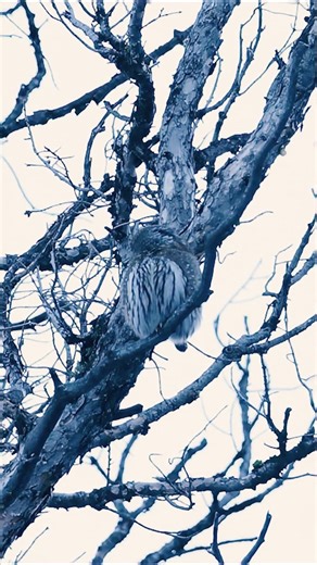 The Northern Pygmy Owl 🦉#Yellowstone​ #owl ​ #Birds