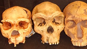 The making of modern humans