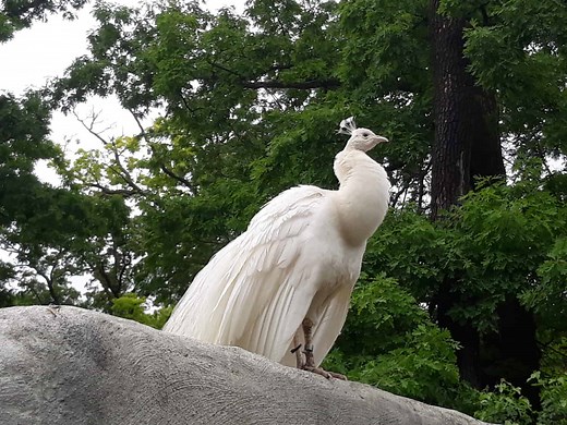 Discover The 4 Best Zoos In Michigan (And The Ideal Time To Visit Each)