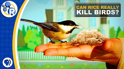You may have heard that throwing rice at weddings will hurt wild birds. But we’re here to say that myth isn’t backed up by the science -- and we can prove it with chemistry. | Reactions