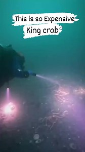 King crab is often considered an expensive delicacy due to several factors including its large size, limited availability, and the challenging conditions in which it is harvested.King crabs live in deep, cold waters, making harvesting both difficult and dangerous, increasing the cost of labor and equipment. #fishingworldtv | Fishing World Tv