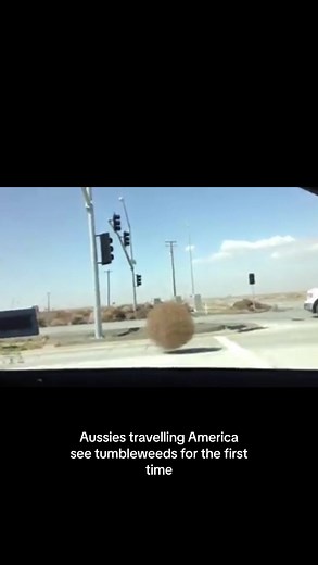 Australians Encounter Tumbleweeds in America for the First Time