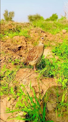 Grey partridge call, Partridge sounds #birds