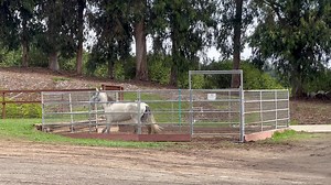 23K views · 370 reactions | Update: Dr. Sullivan found more tumors on...