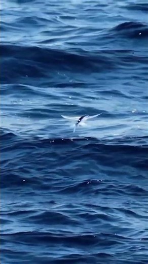 Flying fish gliding above the surface of the water.