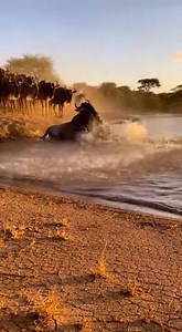 Alligator Erupts From Water as Wildebeest Crossing Turns Violent Serengeti Plains — A dramatic wildlife encounter was captured as a routine river crossing by a herd of wildebeest suddenly descended into chaos. The footage shows dozens of animals gathering at the water’s edge, hesitating as dust swirls behind them and the shallow river appears calm. As one wildebeest steps into the water, the surface explodes without warning. An alligator surges upward in a burst of mud and spray, clamping onto t