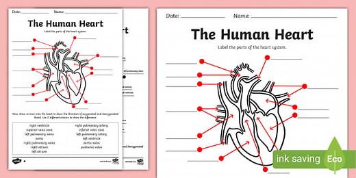 The Human Heart Labeling Worksheet